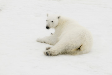Fototapeta na wymiar Wild Polar Bear (Ursus maritimus) on Ice & Snow off of Spitsbergen in the Norwegian Archipelago in the Arctic Ocean.