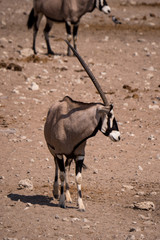 Oryx around waterhole in Etosha Park, Namibia