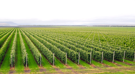 Agriculture. Rows of apple trees grow. © davit85
