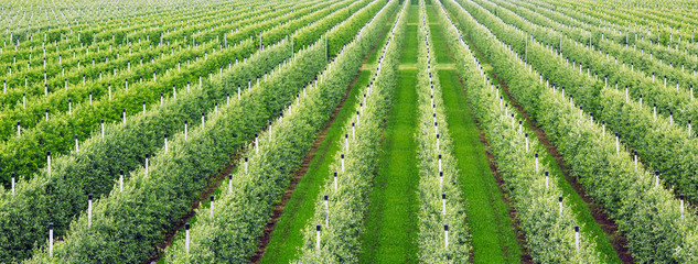 Agriculture. Rows of apple trees grow.
