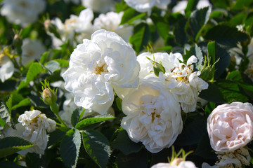 Rose white