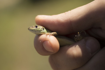 Catcher of lizards. A small reptile in the moult period.