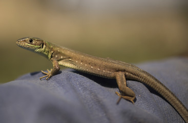 Catcher of lizards. A small reptile in the moult period.
