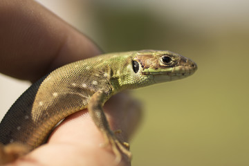 Catcher of lizards. A small reptile in the moult period.