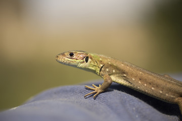 Catcher of lizards. A small reptile in the moult period.