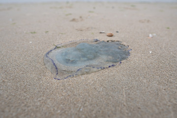 Weird ocean creature on beach