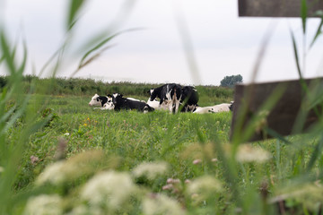 Cows in field