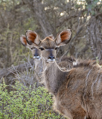 Female Kudu
