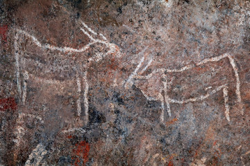 Bushmen (san) rock painting of eland antelopes, Northern Cape, South Africa.