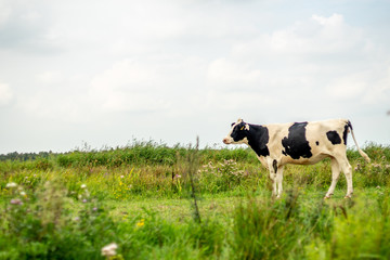 Cow in field