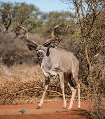 Kudu Bull