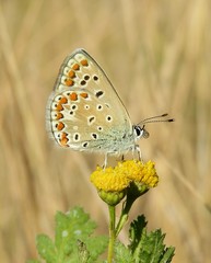 Polyommatus butterfly on tansy flowers in the field in autumn, closeup 