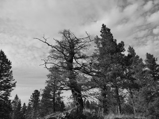 Fototapeta na wymiar Old trees in black and white