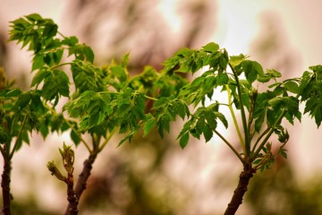 Brotes bajo la Lluvia 