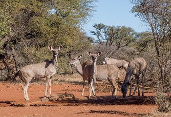 Naklejka na ściany i meble Female Kudu Antelope