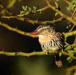 durmilí - (Nystalus maculatus) aves del impenetrable chaqueño