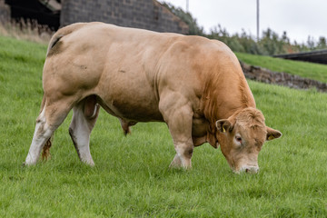 Massive Bull in a Field,