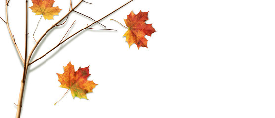 Autumn composition with fall colorful leaves and branch on white background, top view, flat lay 