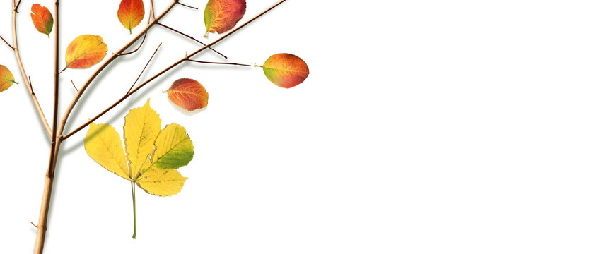 Autumn composition with fall colorful leaves and branch on white background, top view, flat lay 