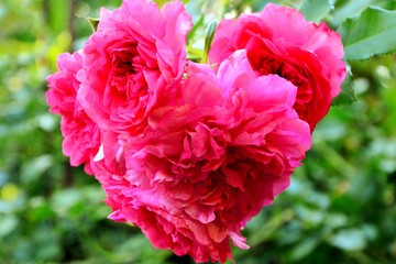 Inflorescence of wonderful gorgeous pink roses in the shape of a heart in the garden close-up.