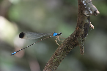 Caballito del diablo azul cola larga
