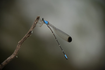 Caballito del diablo azul cola larga