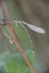 Caballete o caballito del diablo transparente