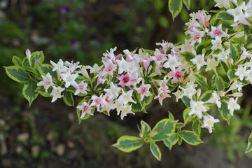 Weigela Flower