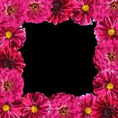 Beautiful floral background of  tsiniyas and dahlias 
