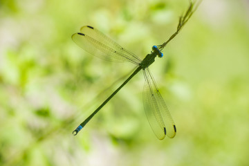 Caballete o caballito del diablo posando en rama, hoja