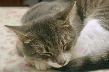 Muzzle and paws of a sleeping young cat close-up.