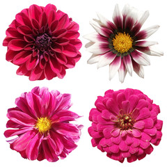 Set of four flowers isolated on white background
