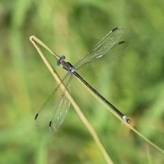 Caballete o caballito del diablo posando en rama, hoja