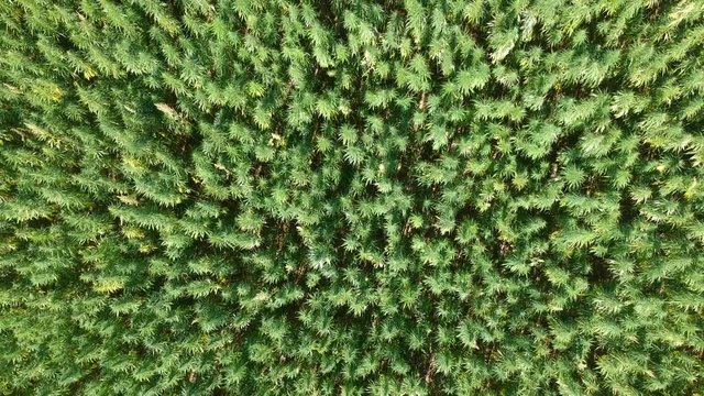Vertical tracking shot of a hemp field