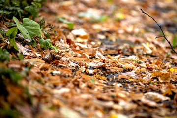 Fall leaf on the ground