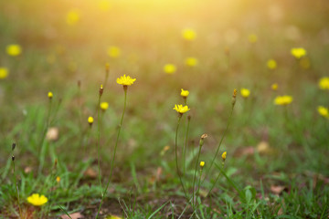 Yellow flowers in summer meadow background