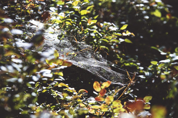 Obraz na płótnie Canvas Spider web on a tree branches