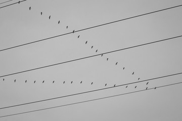 Zugvögel Gänse © claudettethebat