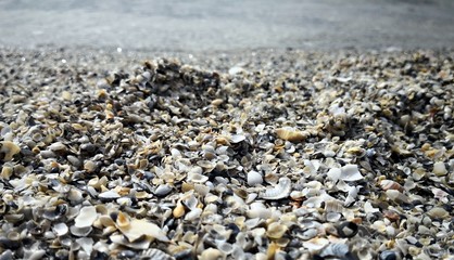 Abstract texture of sea shells on the beach.