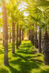 Obraz premium Row of palm trees in the sunshine casting shadows on green grass