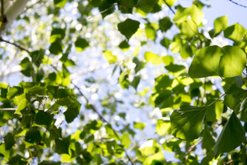 Fototapeta premium Green leaves background