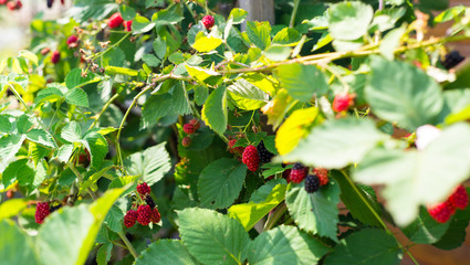 Ripening blackberries on a hot August day in the countryside in the garden.