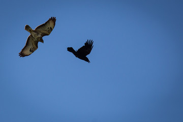 Greifvogel und Krähe