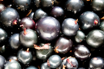 currant background closeup