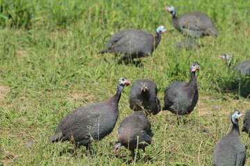 pintade dans l'herbe