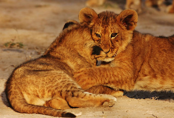 lion cubs in Serengeti