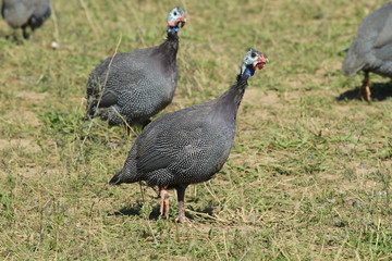 pintade dans l'herbe