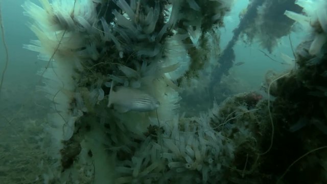 Laminaria overgrown with ascidian colony Transparent sea squirt or Yellow Sea Squirt (Ciona intestinalis, Ascidia intestinalis) 
