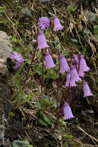Soldanella Pusilla Dwarf Alpine Snowbell Pn The Pizol Above - 