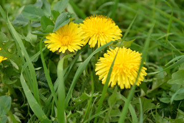 COMMON DANDELION